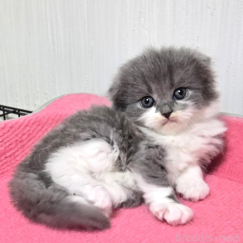 販売中の福岡県のスコティッシュフォールド(折れ耳)-133159