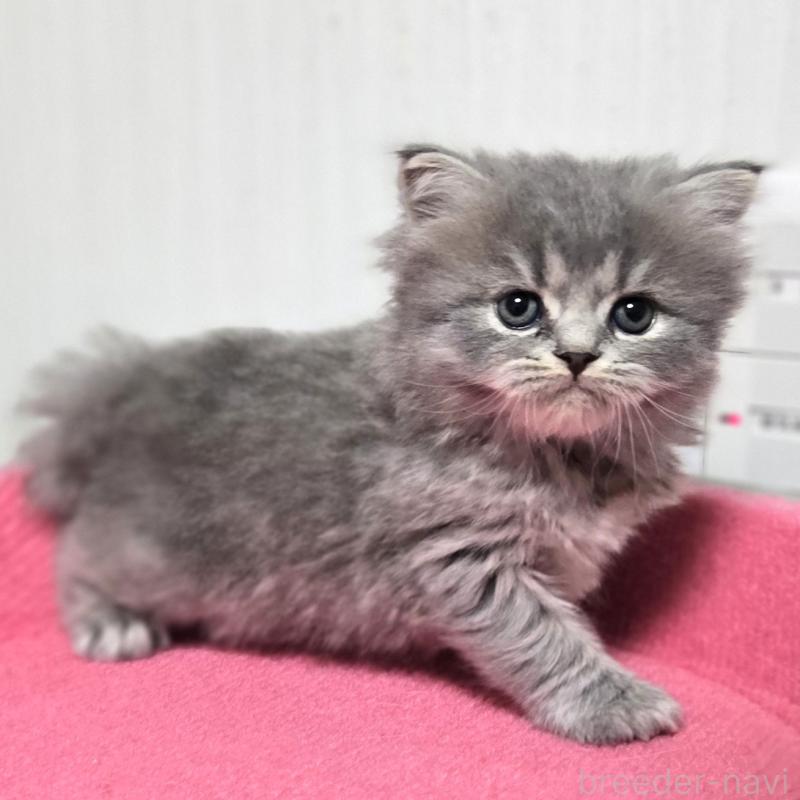 販売中の福岡県のスコティッシュフォールド-133160