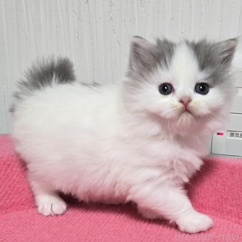 販売中の福岡県のスコティッシュフォールド-133162