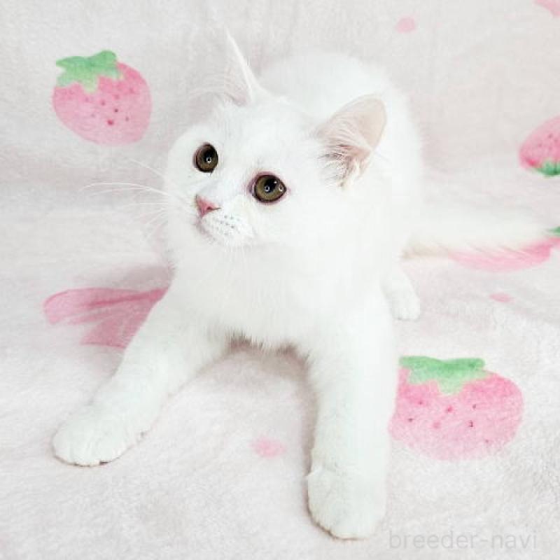 販売中の東京都のマンチカン-133163の6枚目