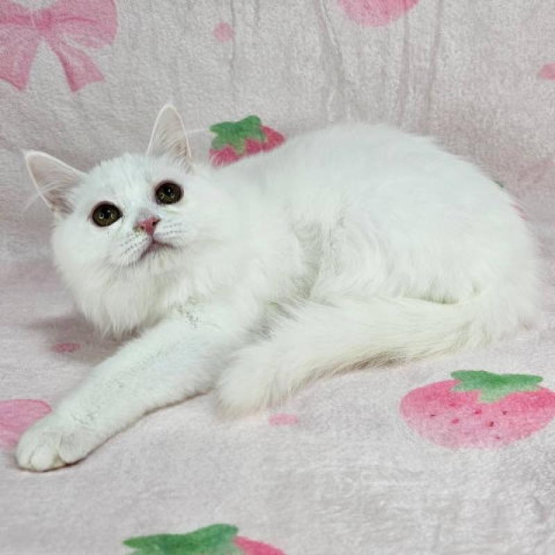 販売中の東京都のマンチカン-133163の5枚目