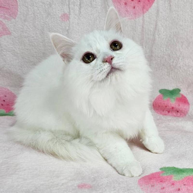 販売中の東京都のマンチカン-133163の4枚目