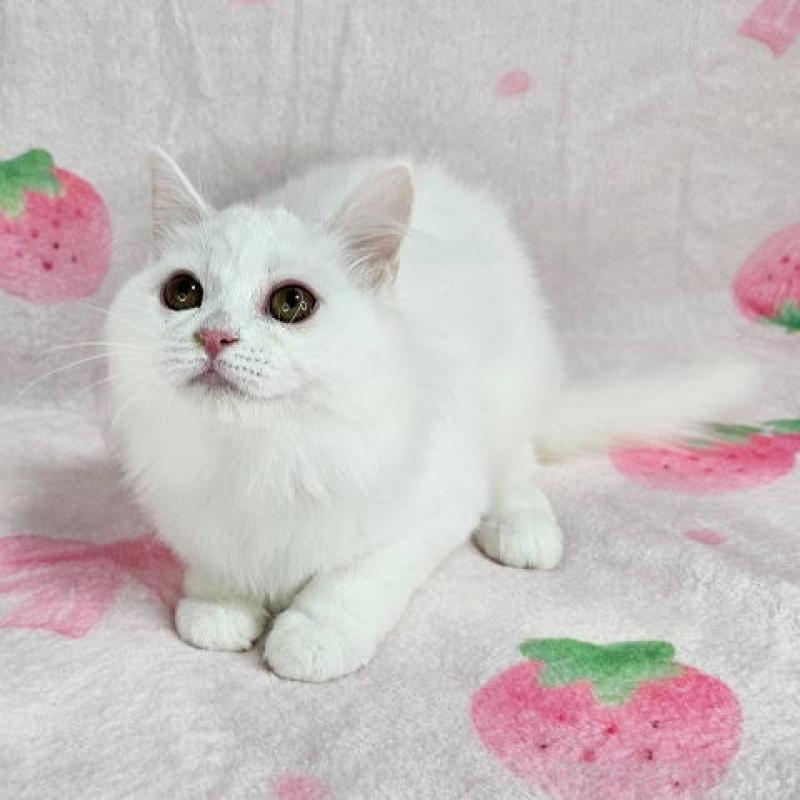 販売中の東京都のマンチカン-133163の3枚目