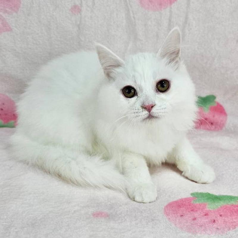 販売中の東京都のマンチカン-133163の2枚目