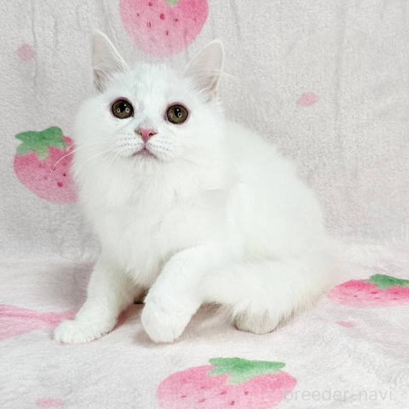 販売中の東京都のマンチカン-133163の1枚目