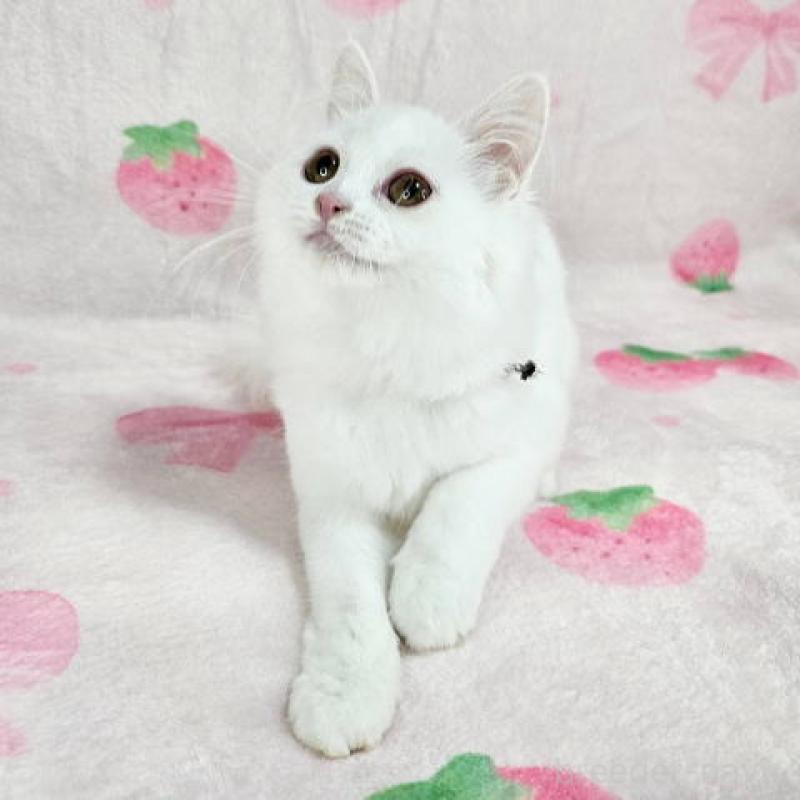 販売中の東京都のマンチカン-133164の6枚目