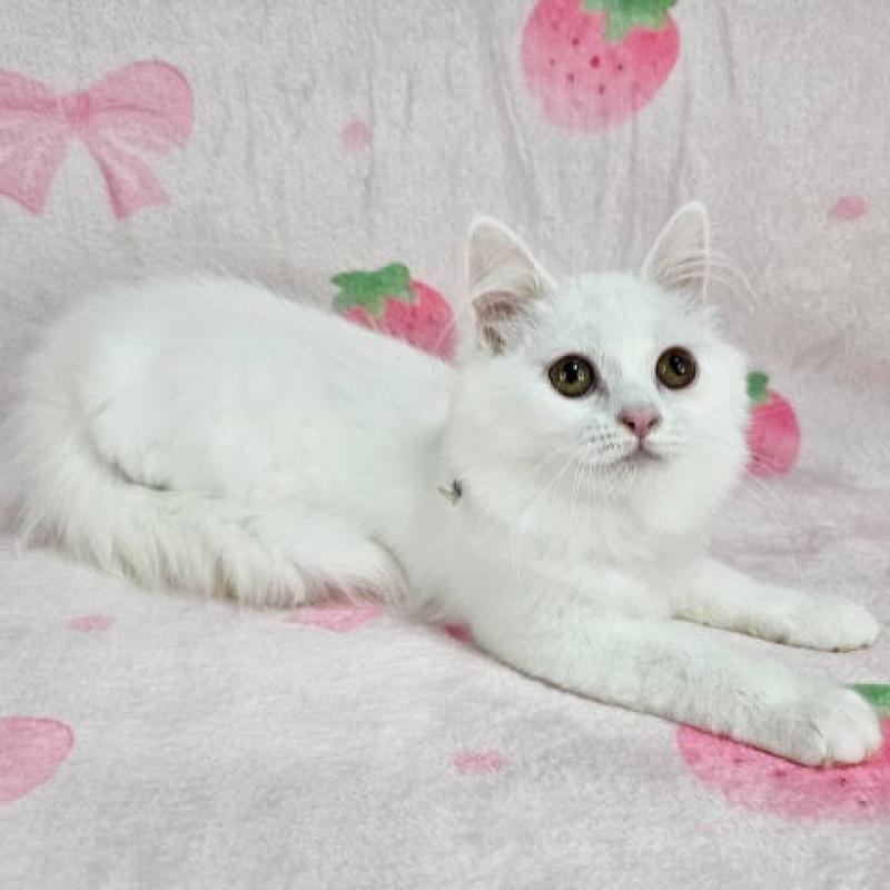 販売中の東京都のマンチカン-133164の5枚目