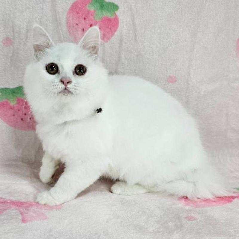 販売中の東京都のマンチカン-133164の3枚目