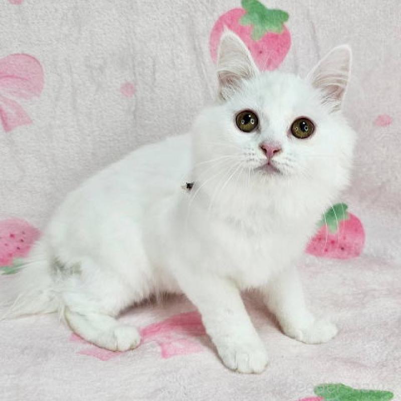 販売中の東京都のマンチカン-133164の4枚目