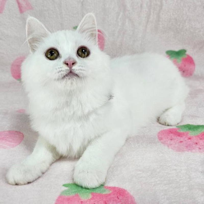 販売中の東京都のマンチカン-133164の2枚目