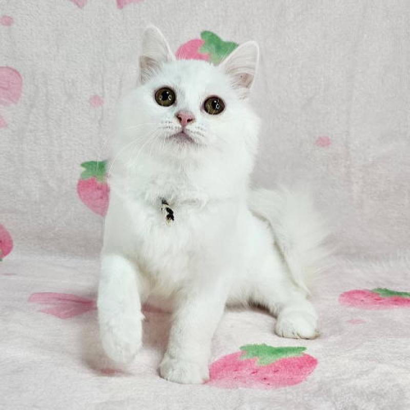 販売中の東京都のマンチカン-133164