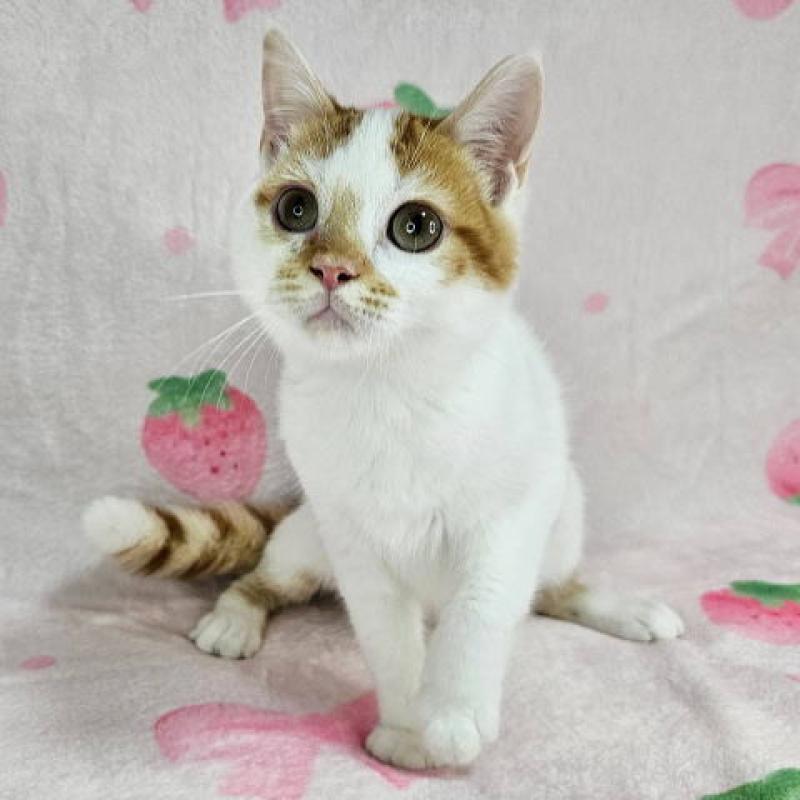 販売中の東京都のマンチカン-133165の5枚目