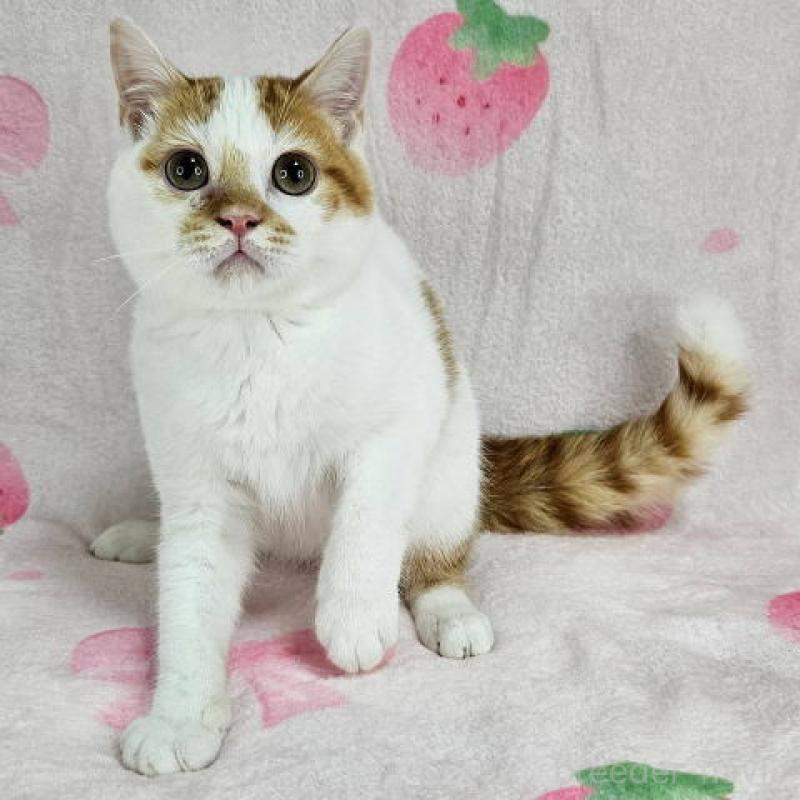 販売中の東京都のマンチカン-133165の4枚目