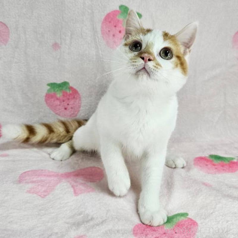 販売中の東京都のマンチカン-133165の2枚目