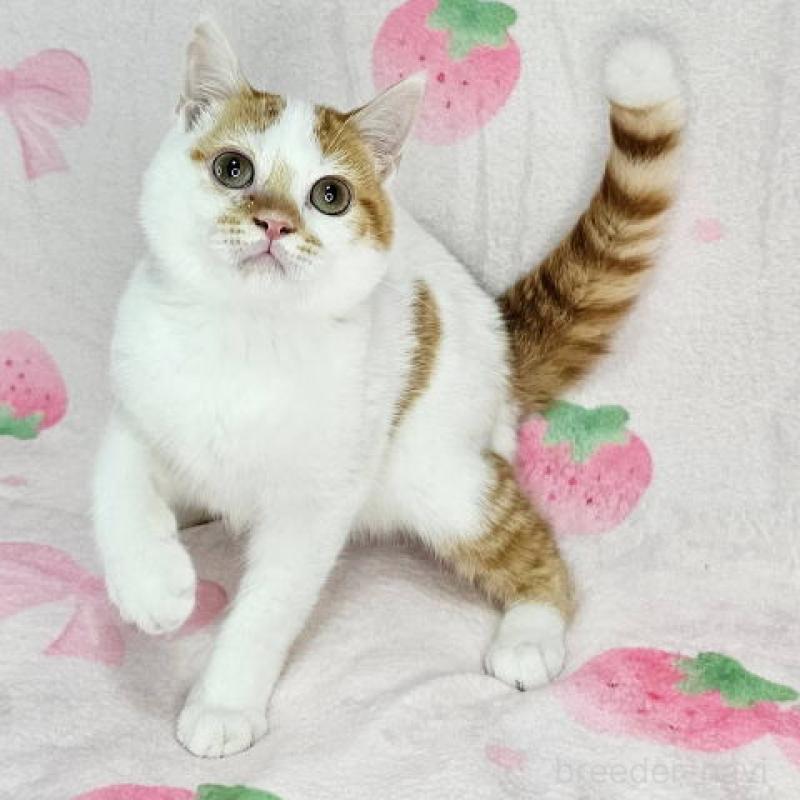 販売中の東京都のマンチカン-133165の3枚目