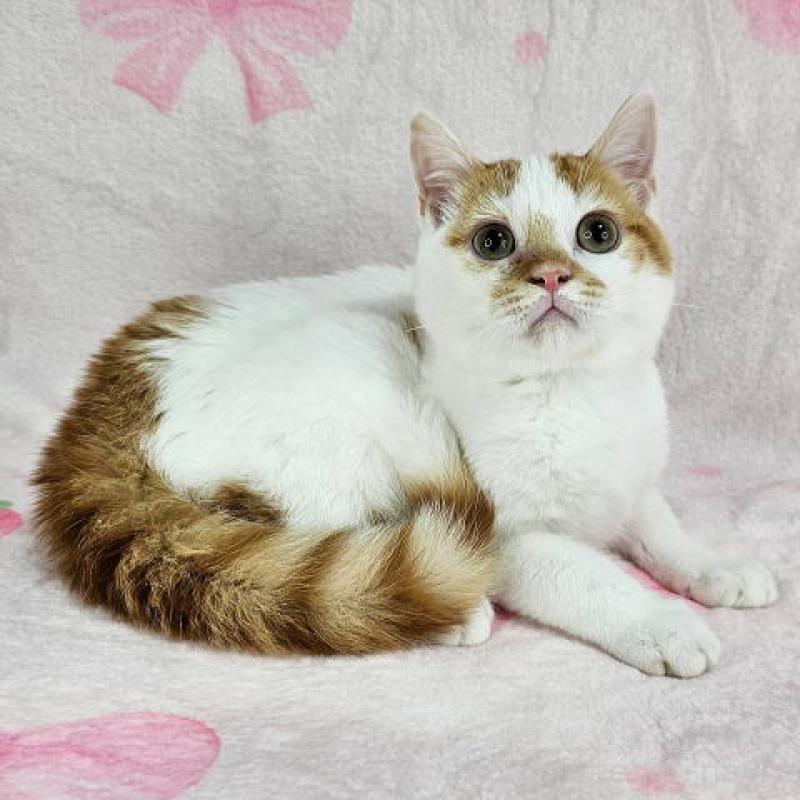 販売中の東京都のマンチカン-133165