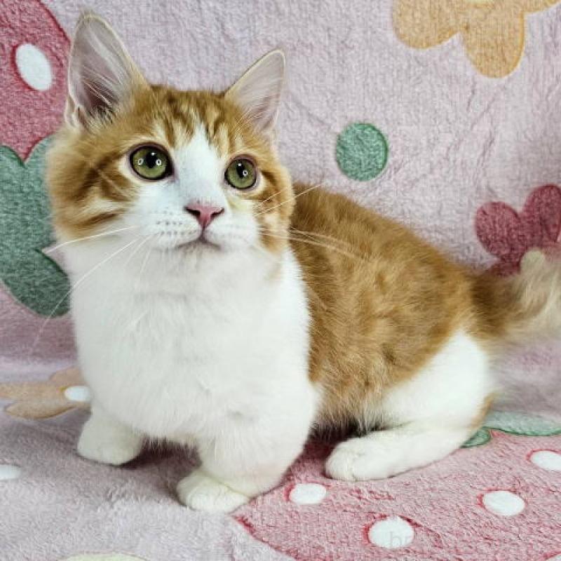 販売中の東京都のマンチカン(短足)-133166の6枚目