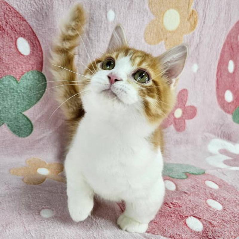 販売中の東京都のマンチカン(短足)-133166の5枚目