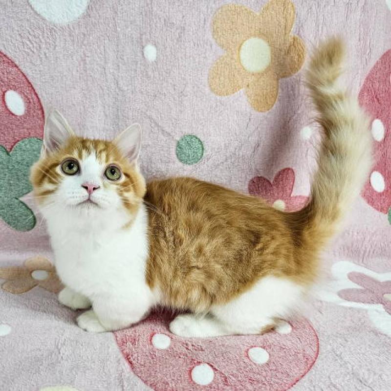 販売中の東京都のマンチカン(短足)-133166の4枚目