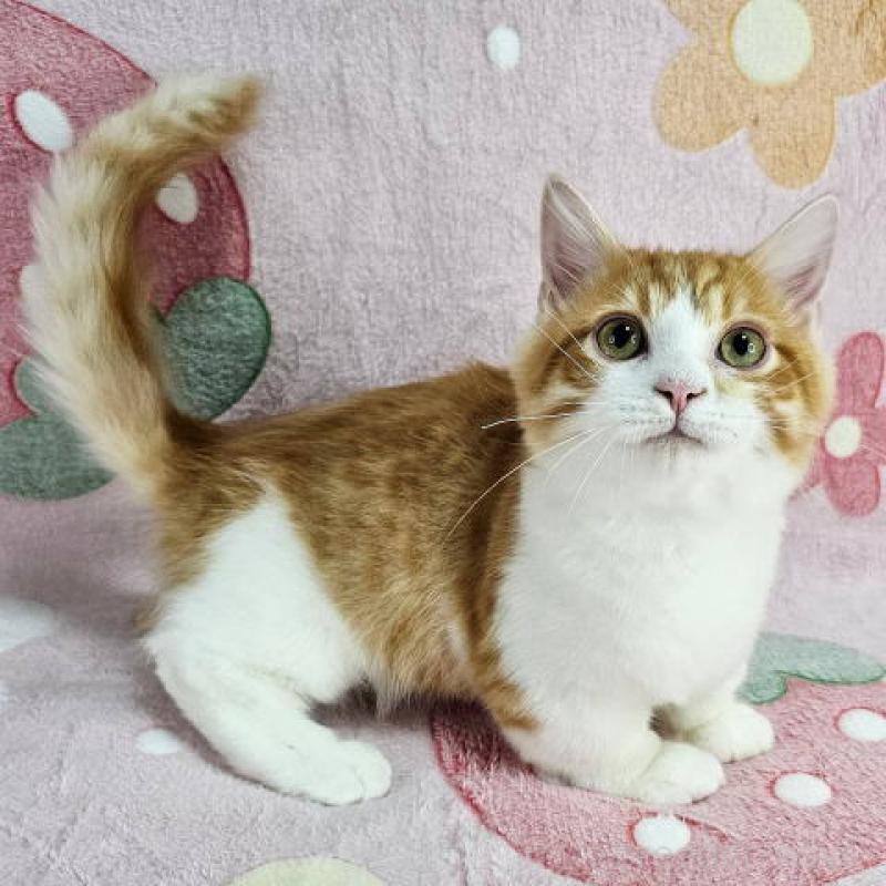 販売中の東京都のマンチカン(短足)-133166の2枚目