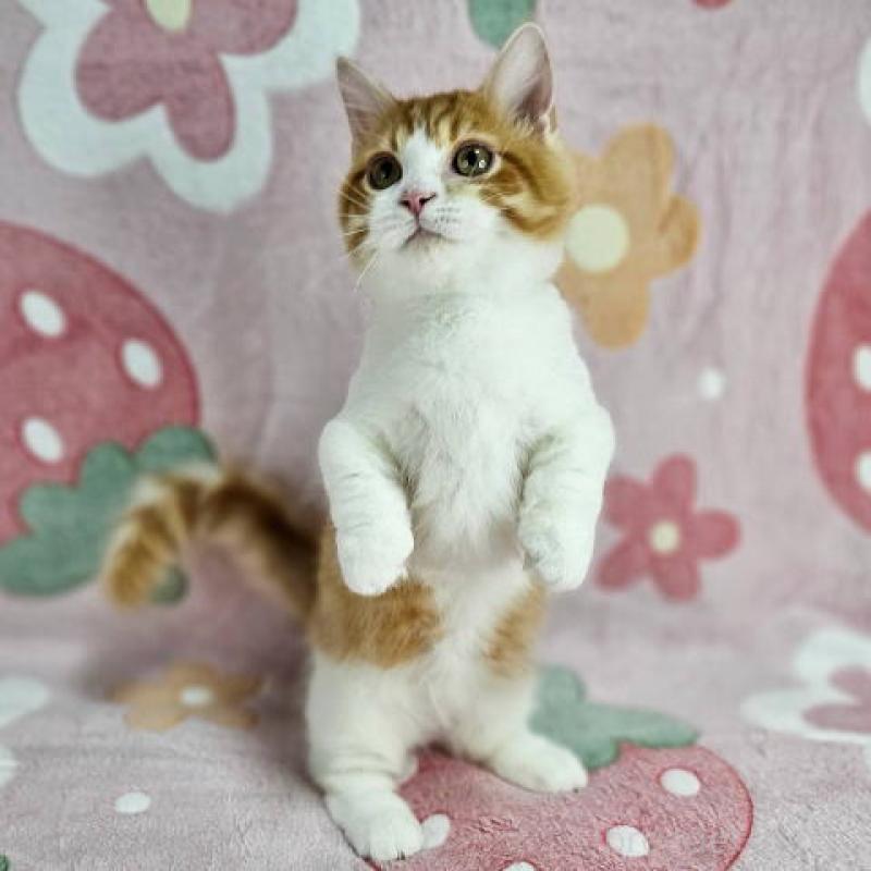 販売中の東京都のマンチカン(短足)-133166の3枚目