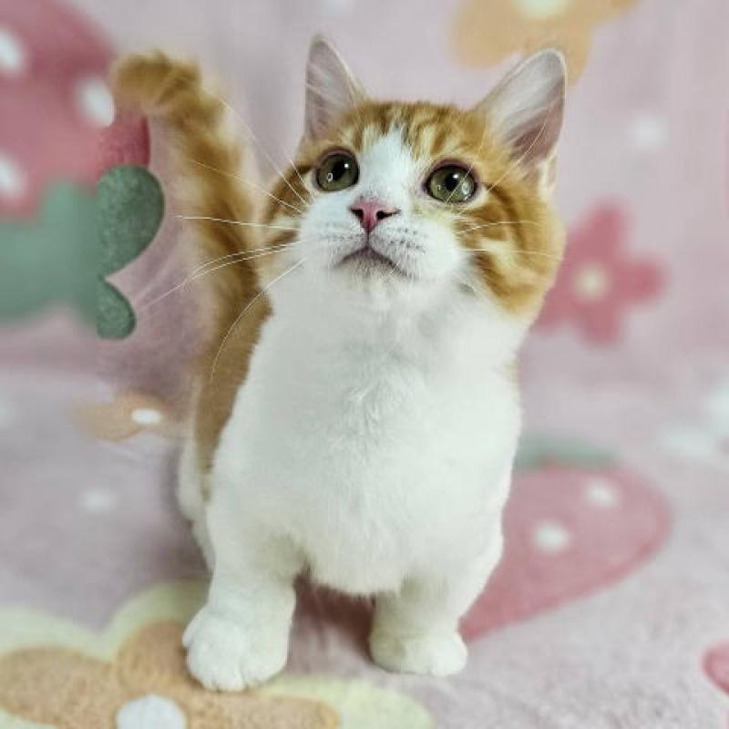 販売中の東京都のマンチカン(短足)-133166