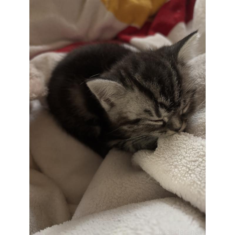 販売中の千葉県のアメリカンショートヘア-132859の7枚目