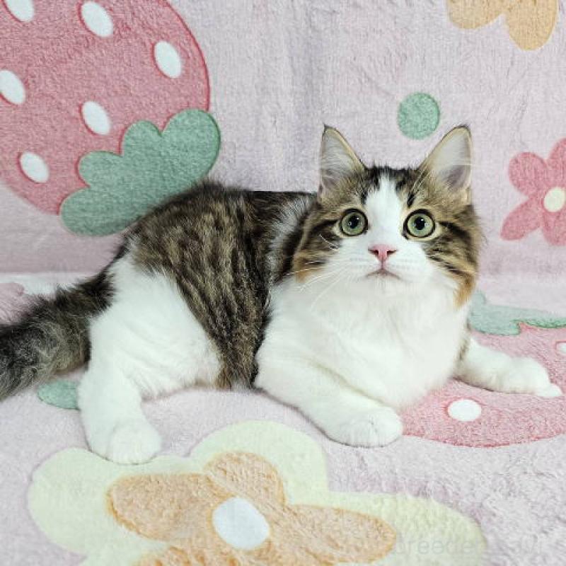 販売中の東京都のマンチカン-133167の5枚目