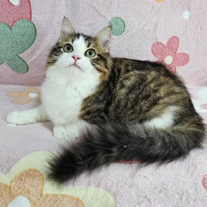 販売中の東京都のマンチカン-133167の6枚目