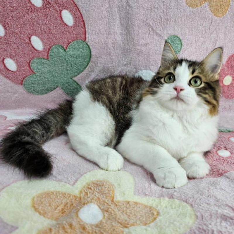 販売中の東京都のマンチカン-133167の4枚目