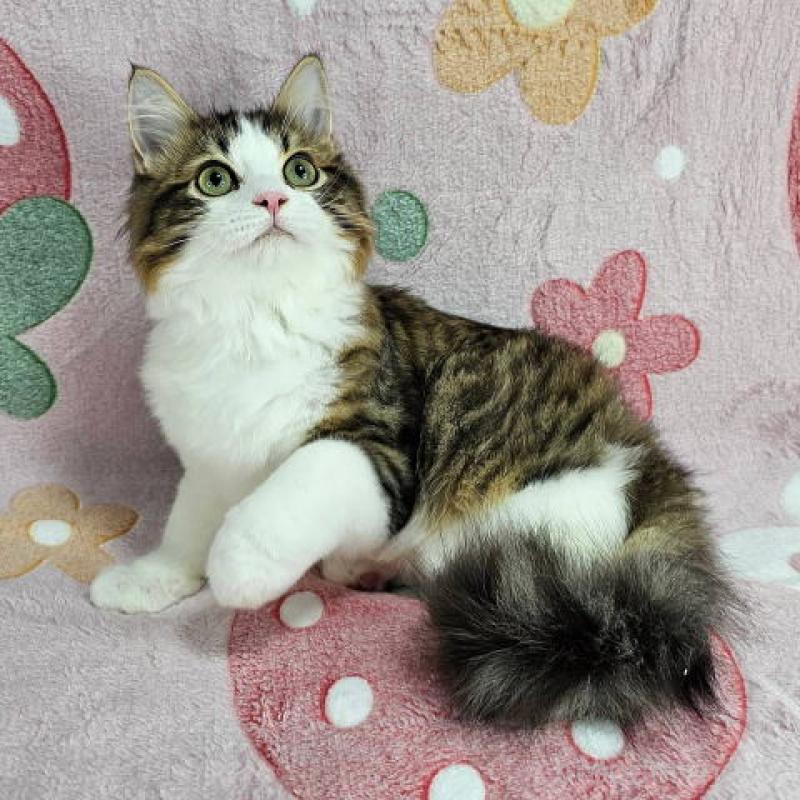 販売中の東京都のマンチカン-133167の2枚目