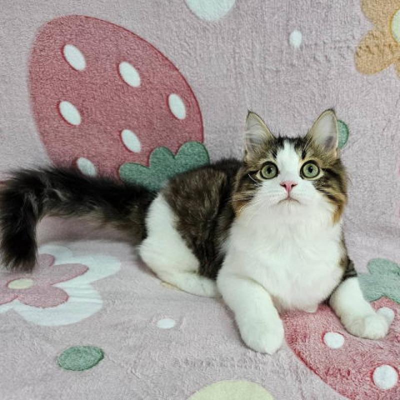 販売中の東京都のマンチカン-133167の3枚目