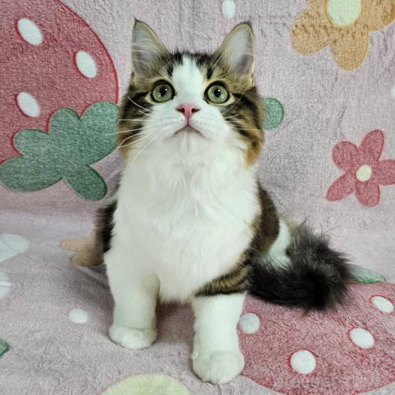 販売中の東京都のマンチカン-133167