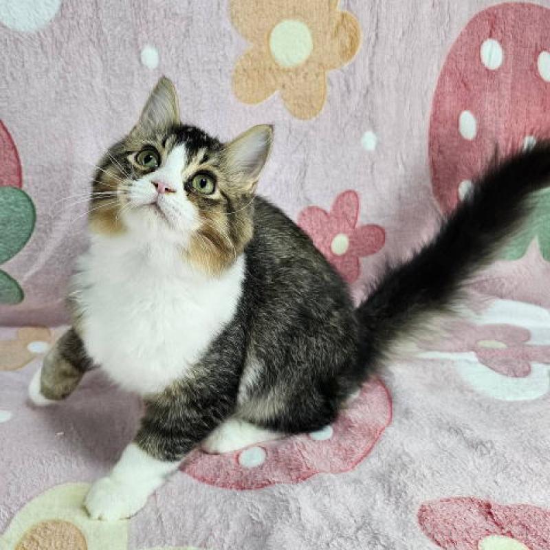 成約済の東京都のマンチカン-133169の5枚目