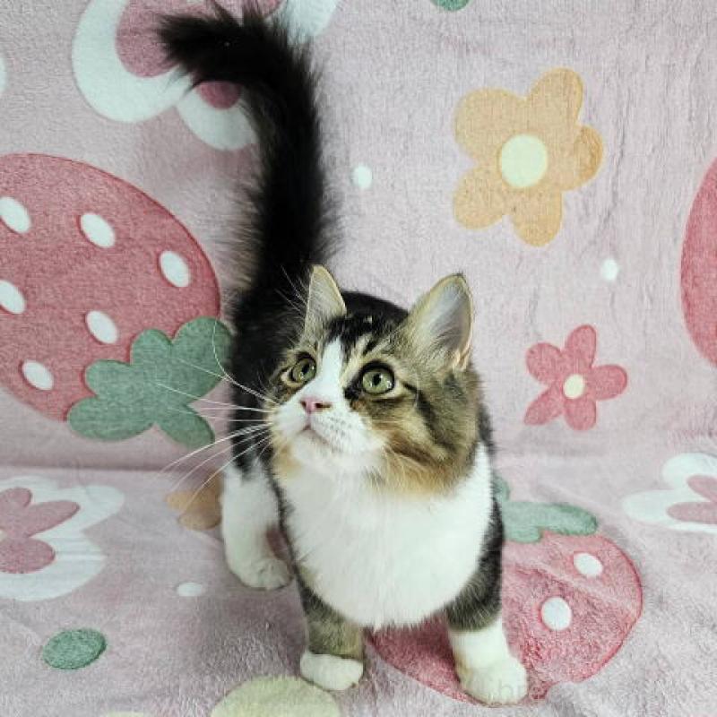 成約済の東京都のマンチカン-133169の6枚目