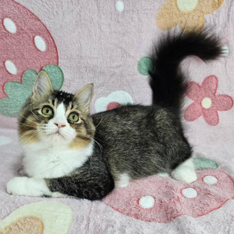 成約済の東京都のマンチカン-133169の4枚目