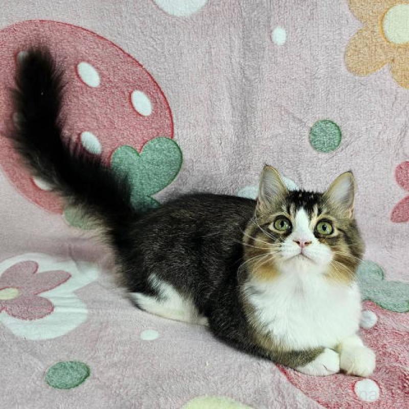 成約済の東京都のマンチカン-133169の3枚目