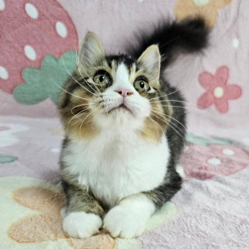 成約済の東京都のマンチカン-133169の2枚目