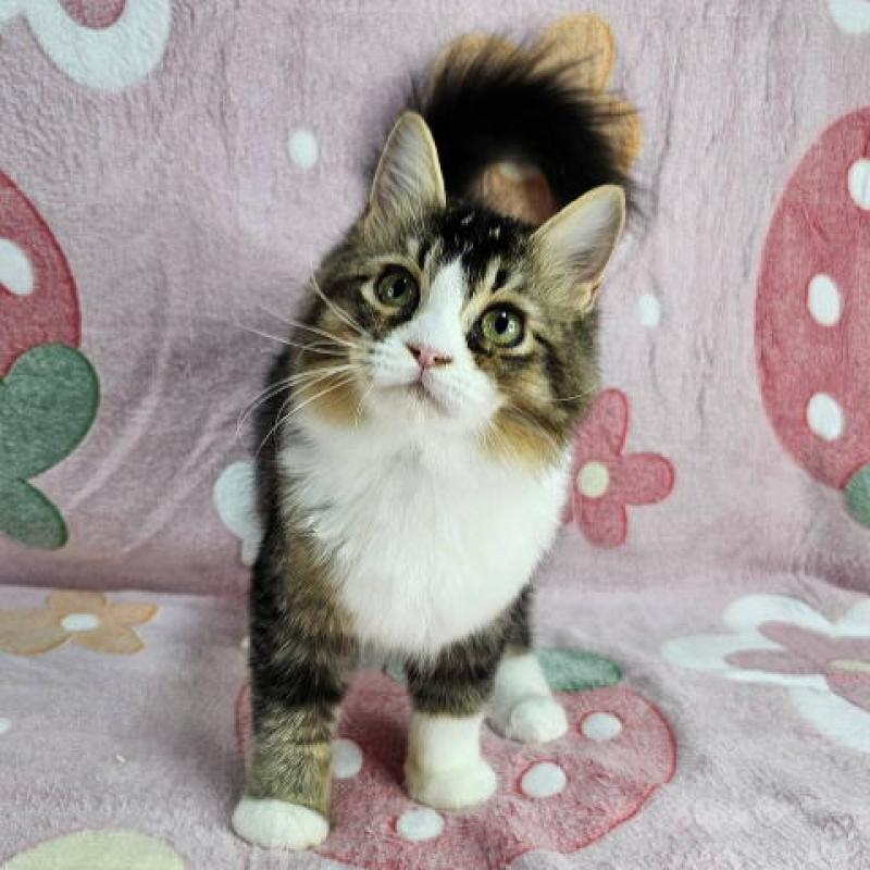 成約済の東京都のマンチカン-133169の1枚目