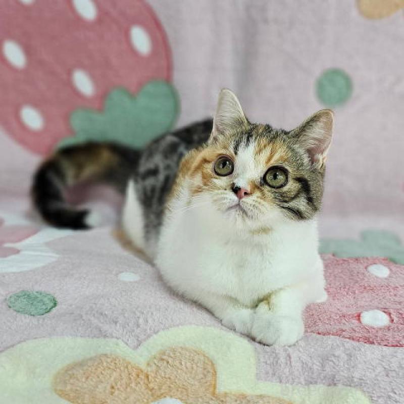 成約済の東京都のマンチカン-133170の6枚目