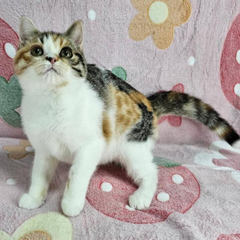 成約済の東京都のマンチカン-133170の4枚目