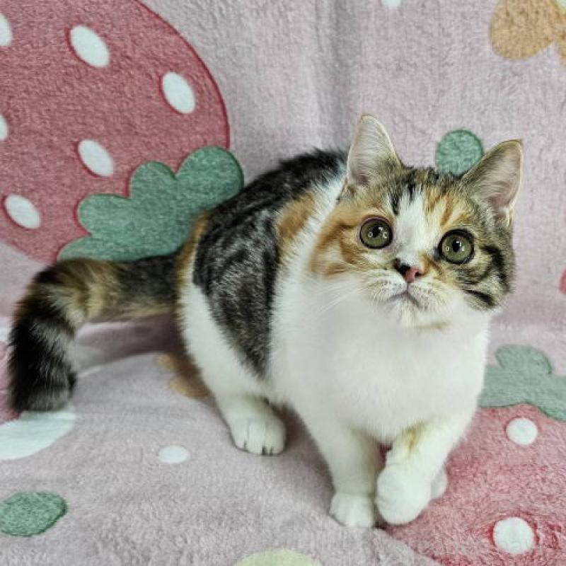 成約済の東京都のマンチカン-133170の5枚目