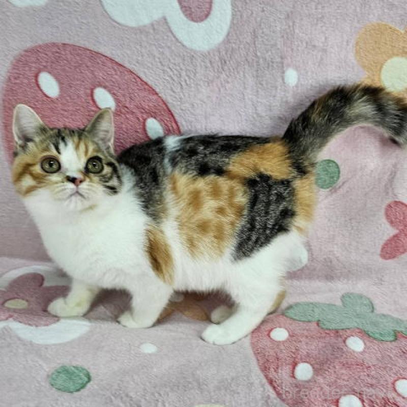 成約済の東京都のマンチカン-133170の3枚目