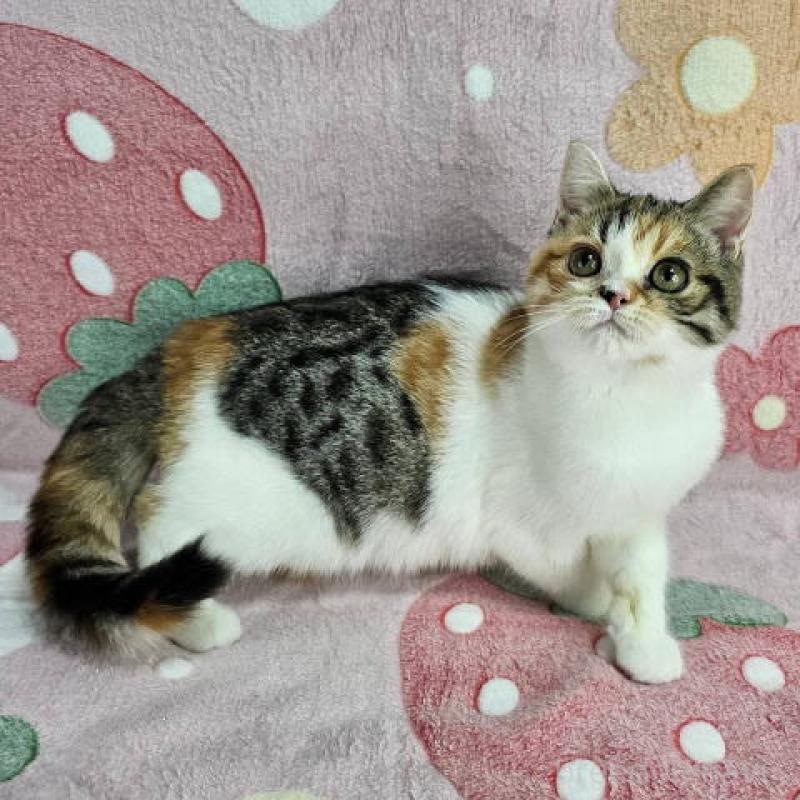 成約済の東京都のマンチカン-133170の2枚目