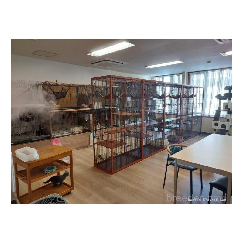 販売中の北海道のノルウェージャンフォレストキャット-133171の7枚目