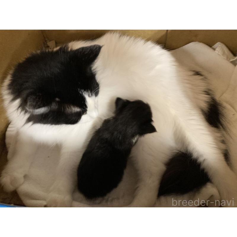 販売中の北海道のノルウェージャンフォレストキャット-133171の5枚目