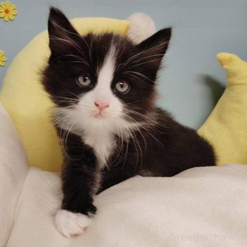 販売中の北海道のノルウェージャンフォレストキャット-133171の6枚目