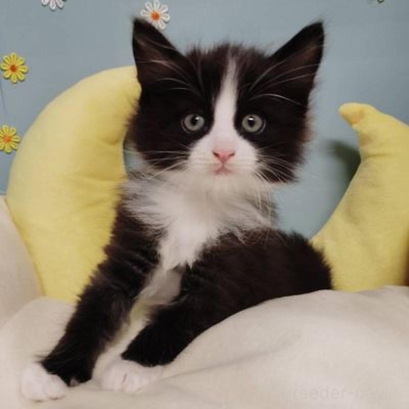 販売中の北海道のノルウェージャンフォレストキャット-133171の4枚目