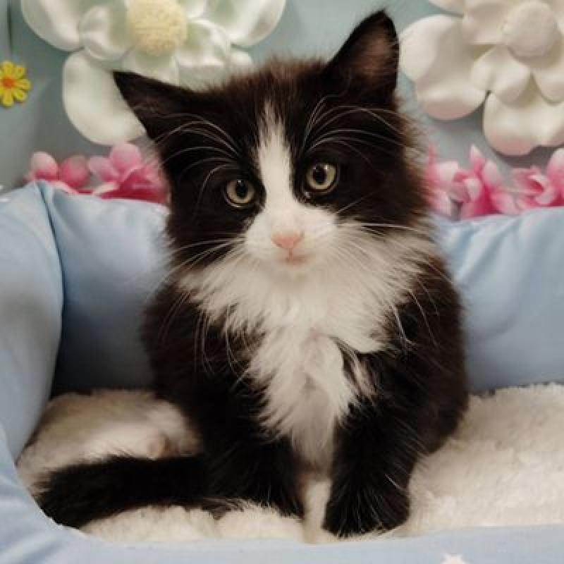 販売中の北海道のノルウェージャンフォレストキャット-133171