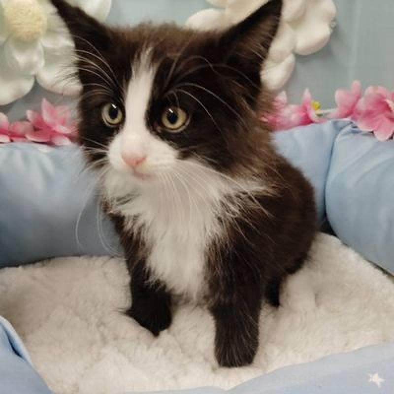 販売中の北海道のノルウェージャンフォレストキャット-133171の3枚目